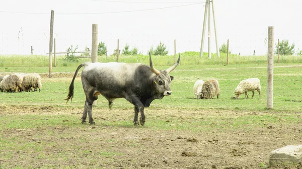 Hermosa Vaca Cuernos Lindo Grande Granja — Foto de Stock