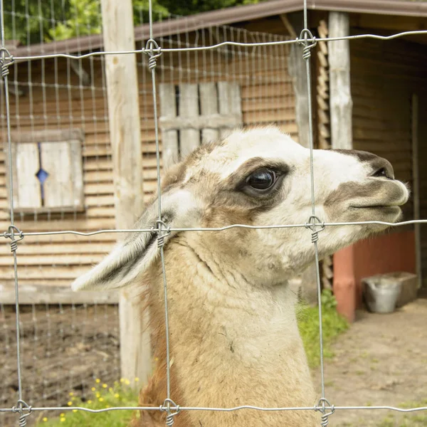 Belle Grande Mignon Lama Domestiqué Sur Ferme — Photo