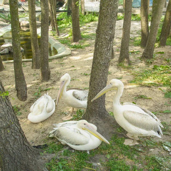 Красивые Одомашненные Водоплавающие Птицы Милые Пеликаны Отдыхают Воды — стоковое фото
