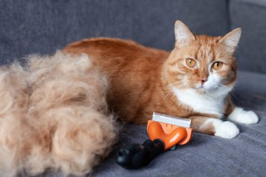 Gri bir kanepede, kürkünün yanında kızıl bir kedi kürkçü ile tarandıktan sonra. Mevsimlik deri.