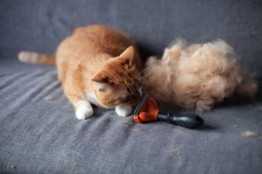 Gri bir kanepede, bir kürk yığınının yanında kızıl bir kedi. Tarak tarayıp, bir küratör kokladıktan sonra. Mevsimlik deri.