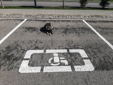 Engelliler için park yerlerinde uyuyan evsiz köpek.