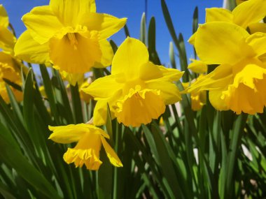 Parlak sarı nergisli tarla Narcissus bahar çiçekleri bahçe için.