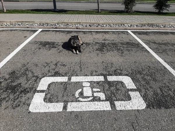 Bezdomny pies śpiący na parkingu dla osób niepełnosprawnych — Zdjęcie stockowe