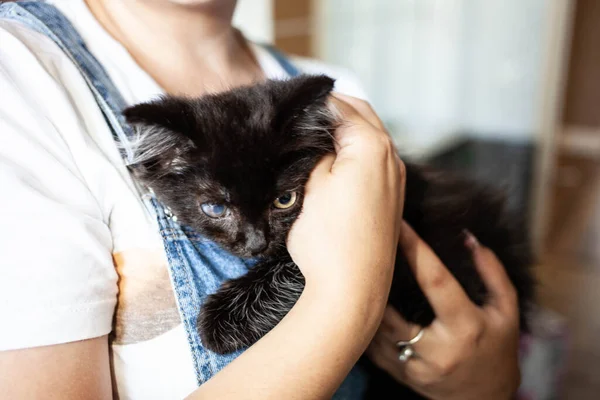 black kitten with an eye disease in the hands of a girl. cataract, conjunctivitis, keratitis, blepharitis