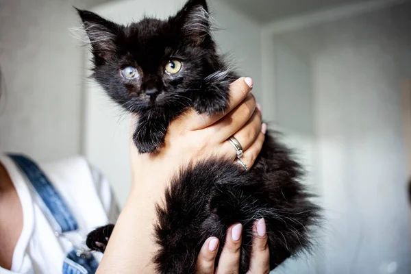 Gatito Negro Con Ojo Dolorido Las Manos Una Chica Catarata — Foto de Stock