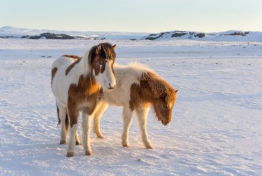 Vahşi doğada İzlandalı atlar