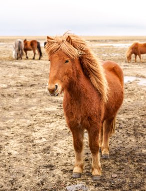 Bir alandaki İzlandalı atlar