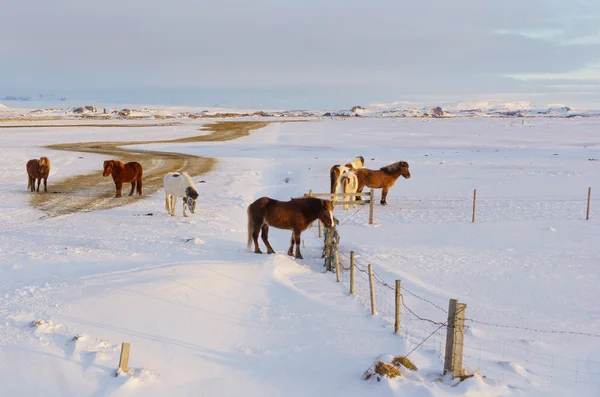 Islandští koně v divočině — Stock fotografie