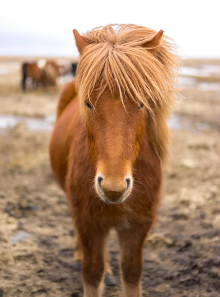 Islandský kůň v poli — Stock fotografie