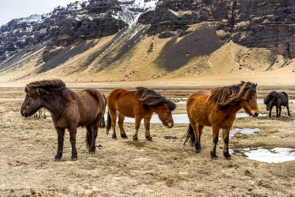 Icelandic Horses in a field — Stock Photo, Image
