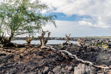 Ironwood kökleri üzerinde lav