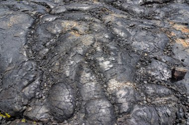 Siyah lav ve yeşil bitkiler