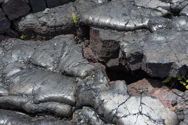 Svart Lava och gröna växter — Stockfoto