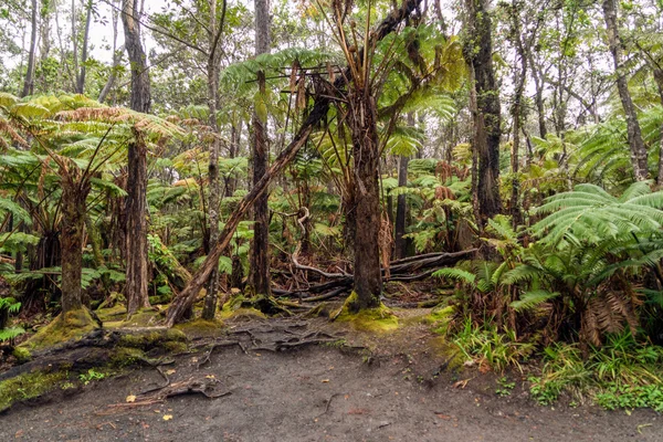 Lasów tropikalnych na Hawajach — Zdjęcie stockowe