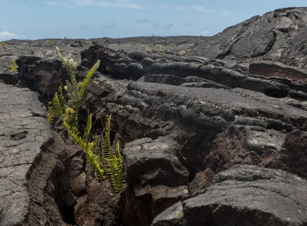 Campo de lava en la isla grande de Hawaii — Foto de Stock