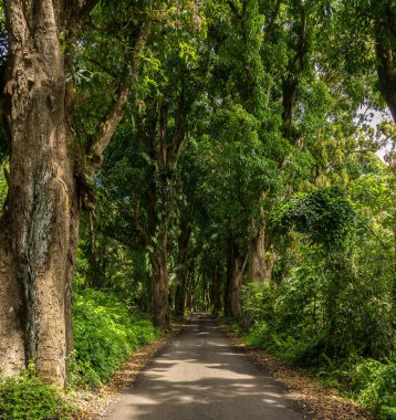 Ağaç tünel yolu üzerinde
