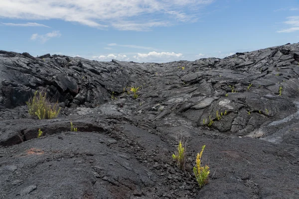 Campo de lava en la isla grande de Hawaii — Foto de Stock