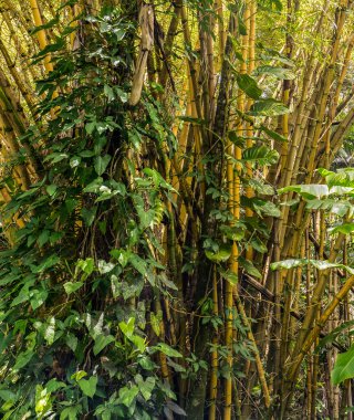 Bambu bitki orman içinde