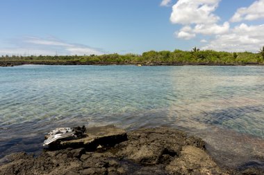 Kapoho gelgit havuzları