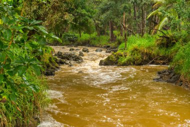 yağmur ormanı akışı