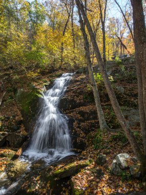 Yengeç Tree Falls