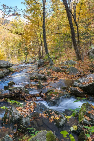 Rák fa Falls — Stock Fotó