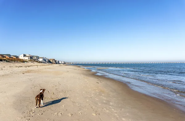 Bordeer Collie on Beach — Stock Photo, Image