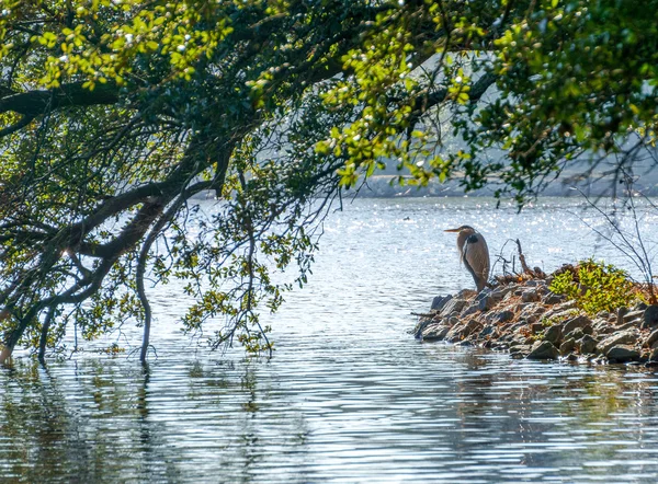 Great Blue Heron on lake — Stock Photo, Image