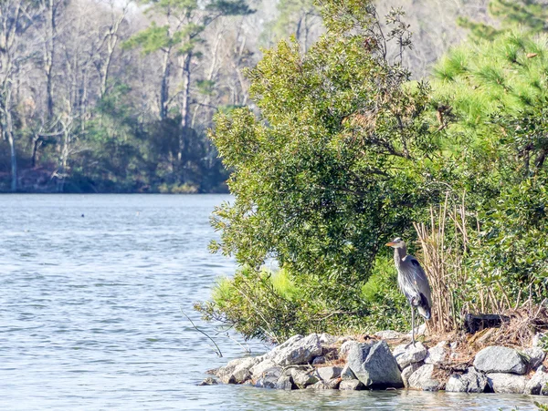 Great Blue Heron — Stock Photo, Image