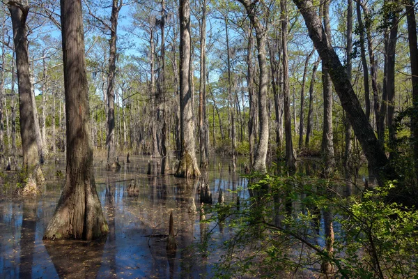 Bald cypress drzewa — Zdjęcie stockowe