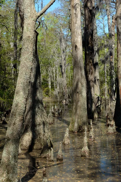 Bald cypress träd — Stockfoto