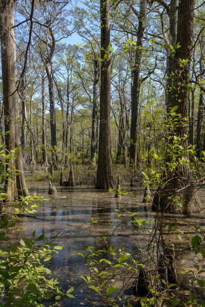 Bald Cypress Trees