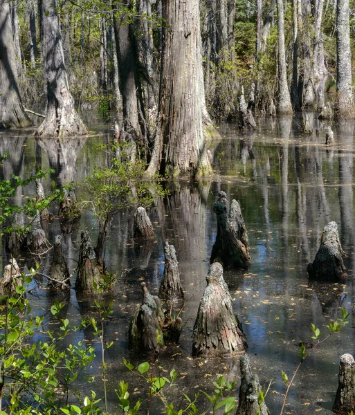 Bald cypress träd — Stockfoto