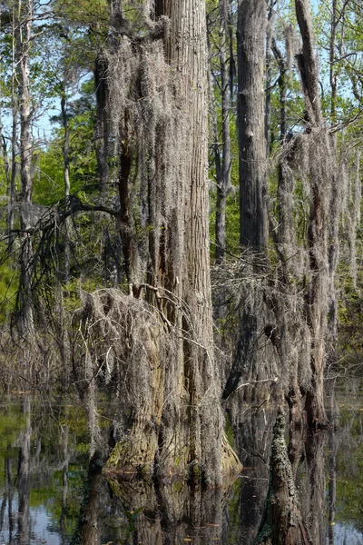 Bald cypress träd — Stockfoto