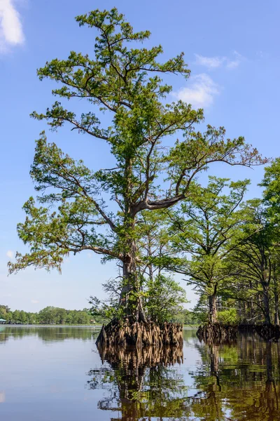 Floden Cypress — Stockfoto