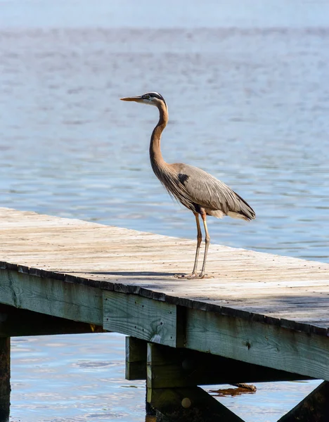 Gran Garza Azul en el muelle —  Fotos de Stock