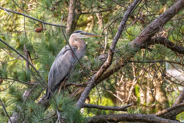 Great Blue Heron — Stock Photo, Image