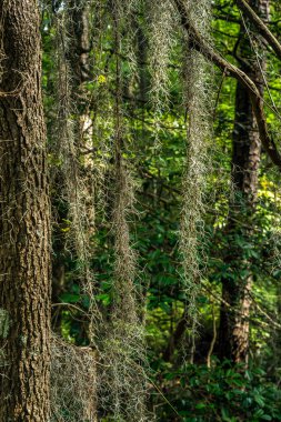 Virginia İspanyolca Moss