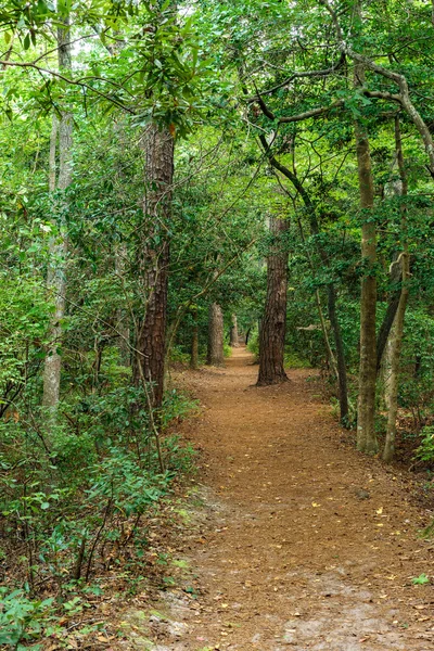 Skog väg — Stockfoto