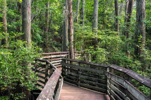 Boiardwalk path — Stock Photo, Image