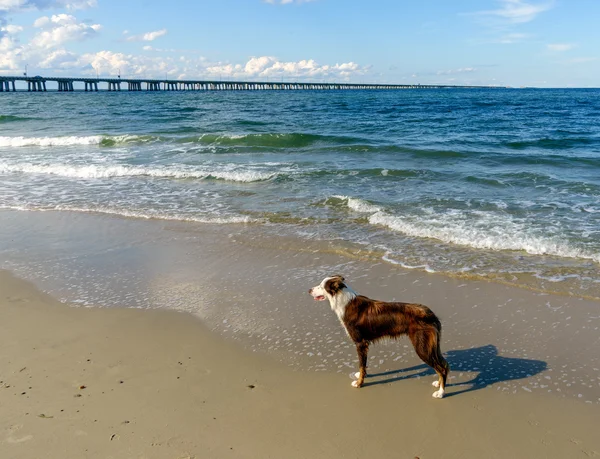 Border Collie at the Beach — Stock Photo, Image