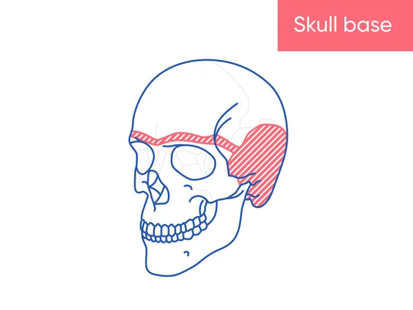 İnsan kafatası anatomisi - kafatası temel vektör çizimi düz tıp posteri