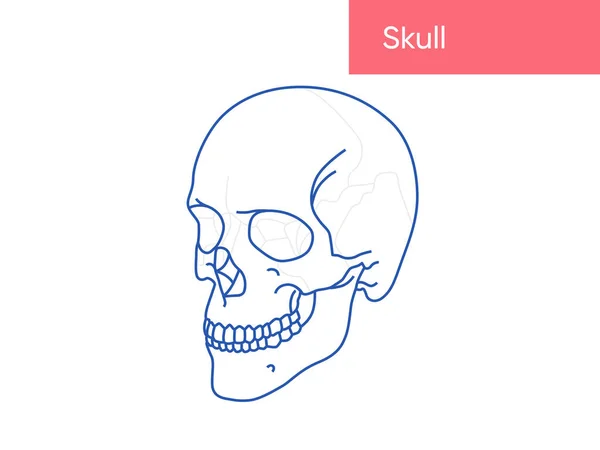 Anatomia do crânio humano linha de ilustração vetorial plana — Vetor de Stock