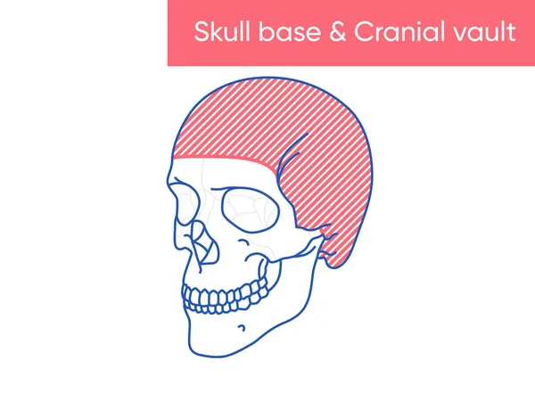 頭蓋骨解剖学的頭蓋骨ベースと頭蓋バルトベクトルフラットメディスン — ストックベクタ