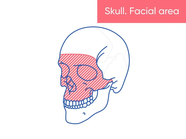 Anatomia do crânio humano - área facial vetor ilustração plana medicina cartaz —  Vetores de Stock