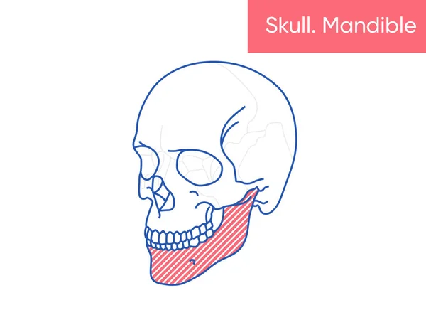 人間の頭蓋骨の解剖学-マンダブルベクトルイラスト｜フラットメディスンポスター — ストックベクタ