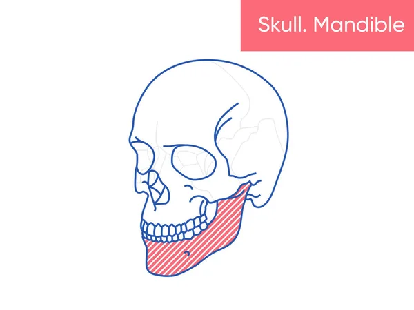 人間の頭蓋骨の解剖学-マンダブルベクトルイラスト｜フラットメディスンポスター — ストックベクタ