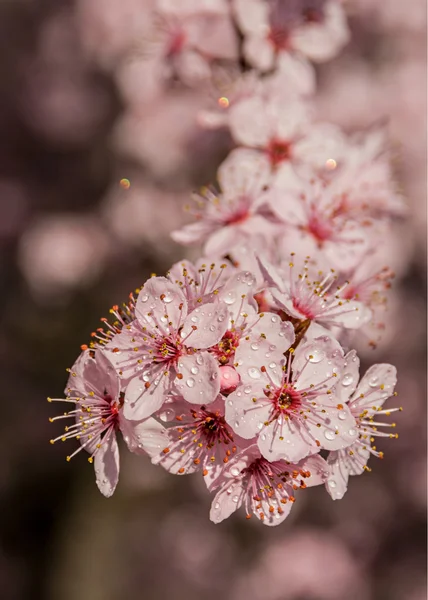 Plommon träd blommor — Stockfoto