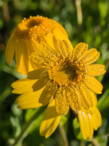 Corn marigold flowers — Stock Photo, Image